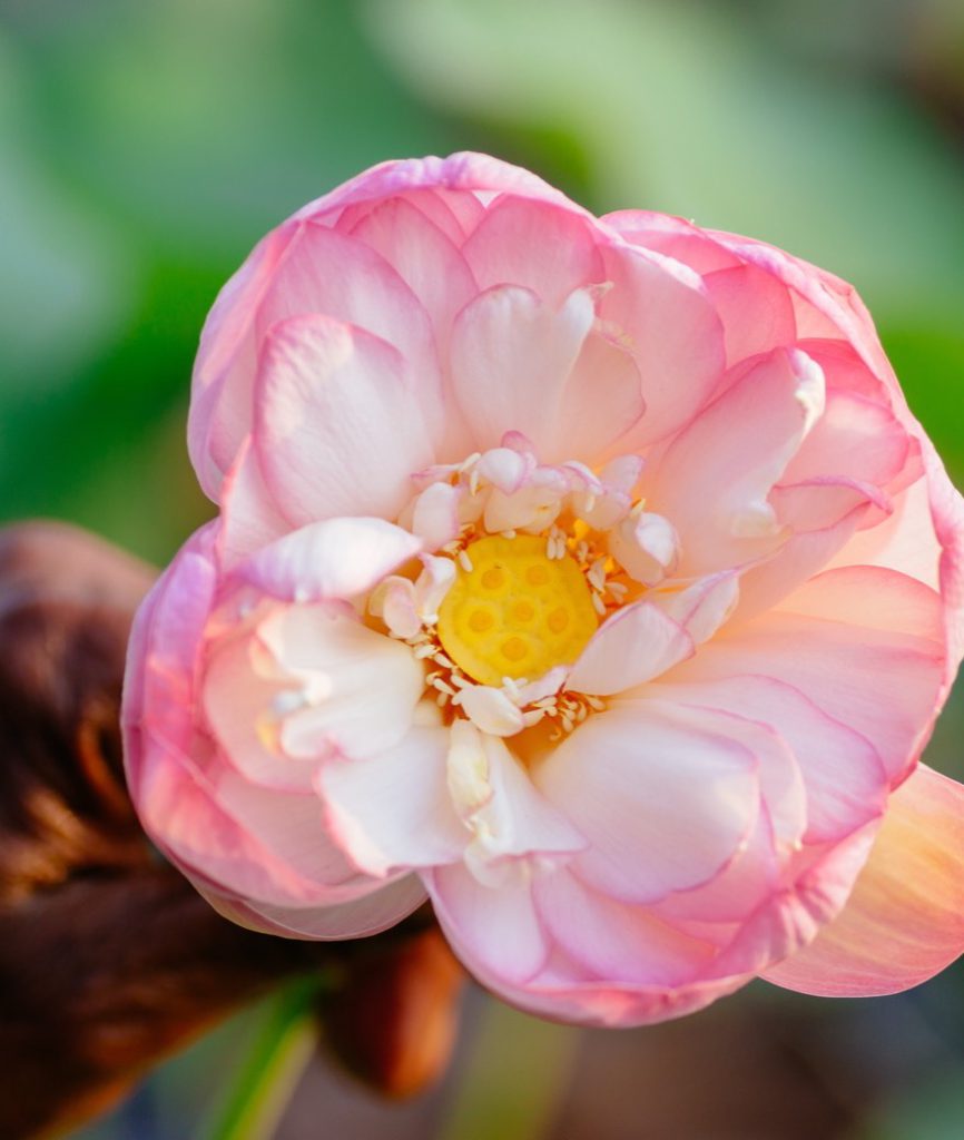 Ayurveda Spa &ndash; Returning to Balance