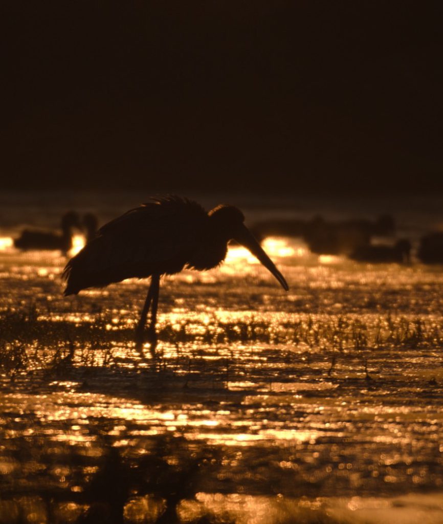 The Feathered Narrative: Birding in the Wetlands