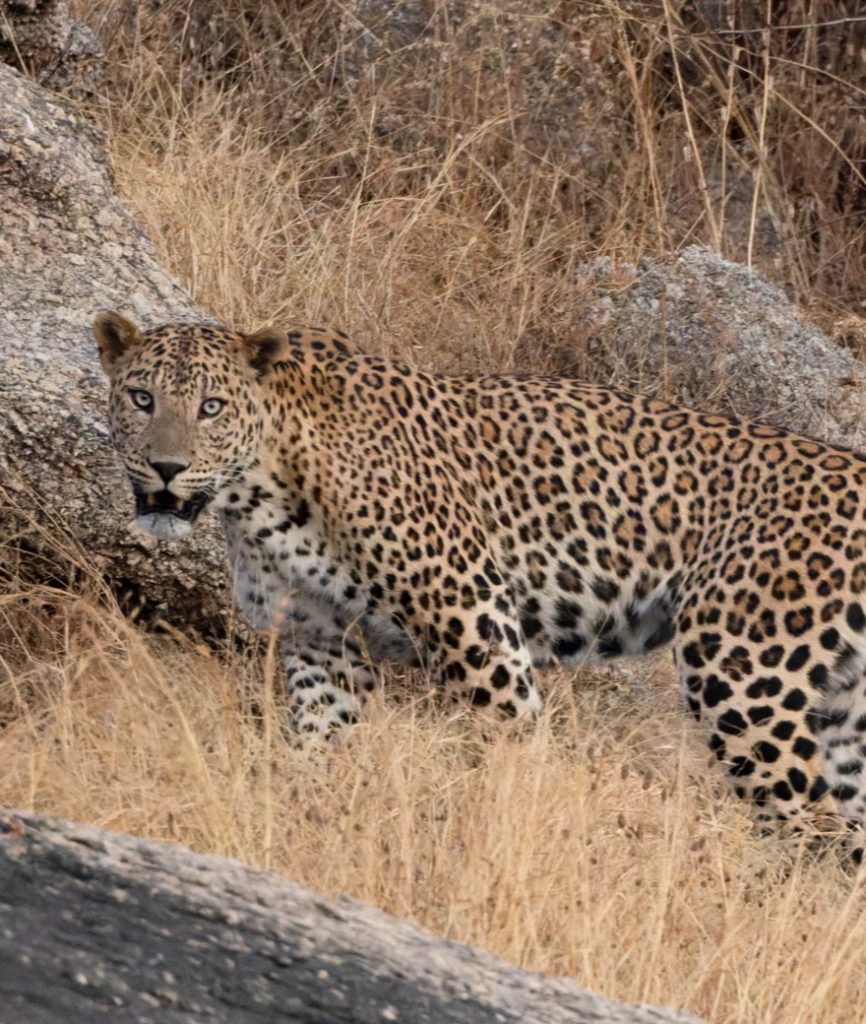 The Granite Ghost: The Leopards of Jawai