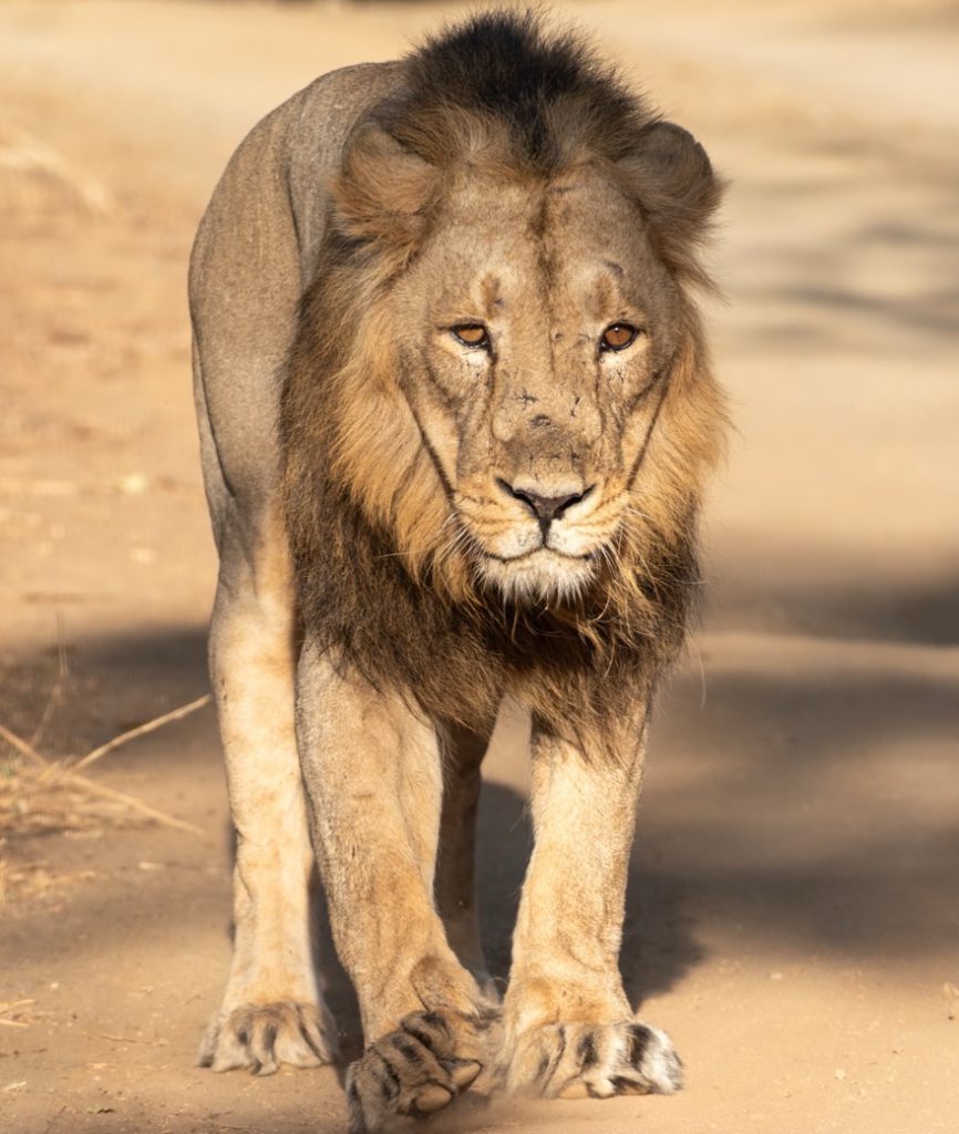 Asiatic Lion Safari &ndash; Pride and Coexistence