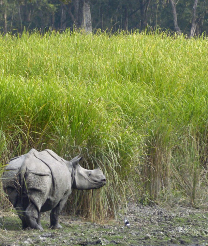 One-Horned Rhinoceros &ndash; A Life Shaped by Survival