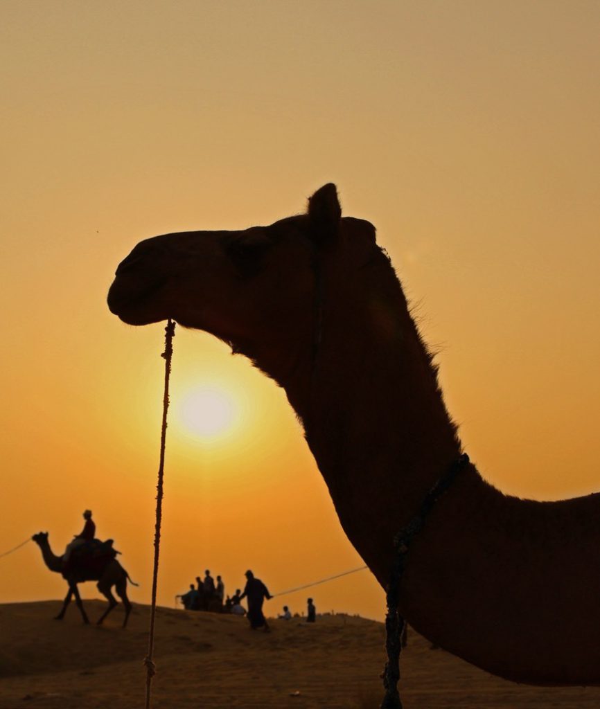 The Silk of the Sands: Desert Camping in the Thar