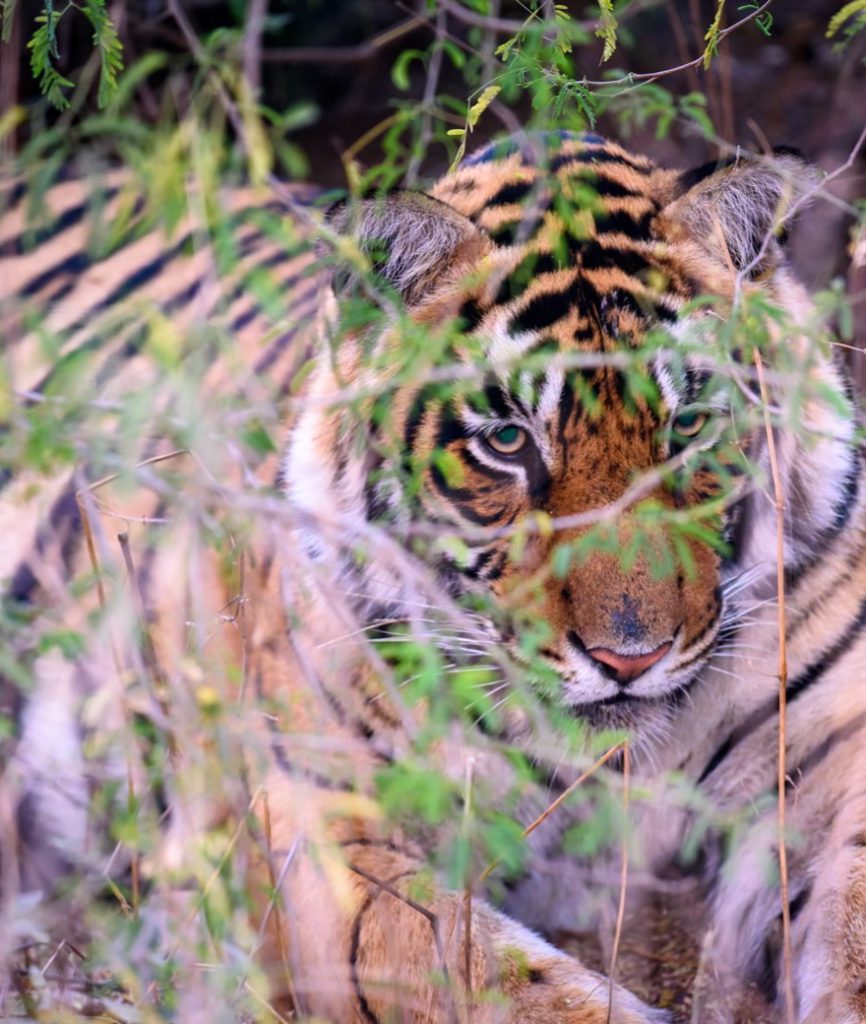 Tiger Safari &ndash; Waiting in the Quiet